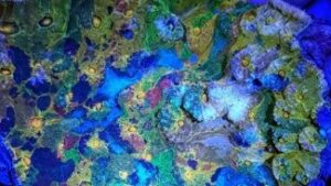 Raptor Chalice Pectinia