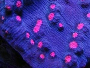 Raspberry Eye Mycedium Robokaki