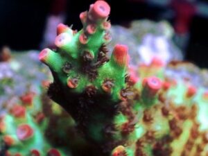 Raspberry Limeade Acropora