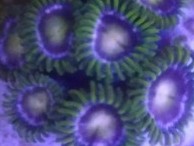 Raspberry Limes Zoas