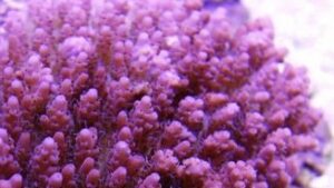 Raspberry Sherbet Tabling Acropora