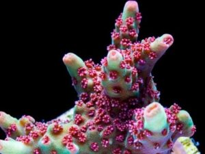 Raspberry Shortcake Acro