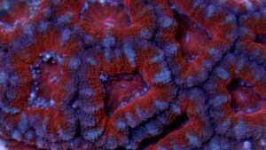 Red Acanthastrea lordhowensis