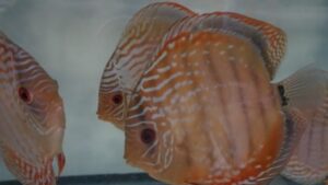 Red Alenquer Discus
