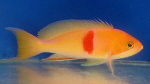 Red Belted Anthias