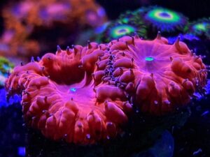 Red Blastomussa Wellsi