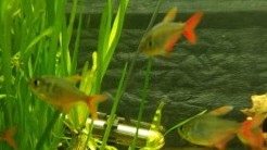 Red Blue Columbian Tetra