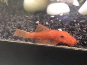 Red Bristlenose Pleco