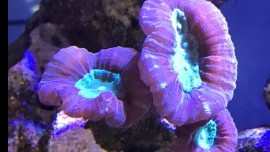 Red Candy Cane Coral