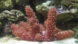Red Chili Coral