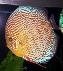 Red Diamond Discus