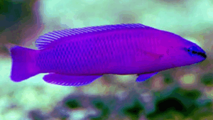 Red Dottyback
