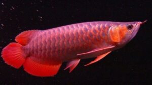 Red Dragon Arowana