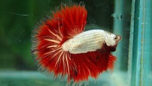 Red Dragon Halfmoon Betta