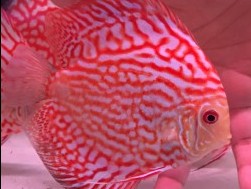 Red Dragon Pigeon Discus