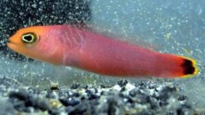 Red Elongated Dottyback