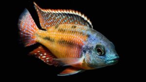 Red Empress Cichlid
