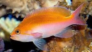 Red Fairy Anthias