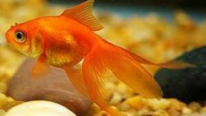 Red Fantail Goldfish
