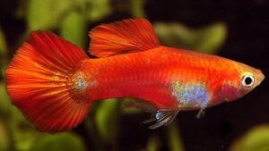 Red Fire Guppy