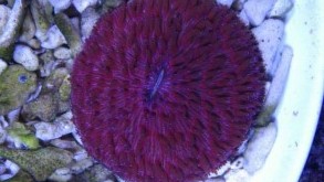 Red Fungia
