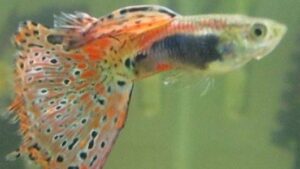 Red Grass Guppy
