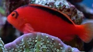 Red Hawkfish