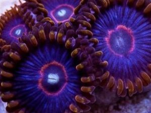 Red Hornets Zoas