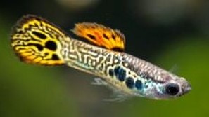 Red Lace Micariff Endler