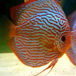 Red Leopard Turquoise Discus