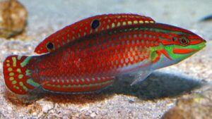 Red Lined Wrasse
