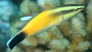 Redlipped Cleaner Wrasse