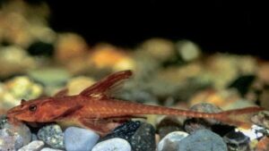 Red Lizard Whiptail Plecostomus L10A