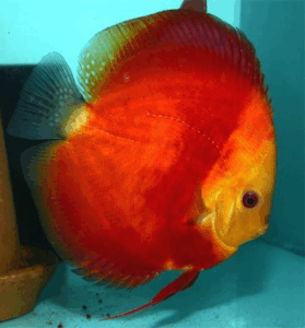 Red Melon Discus