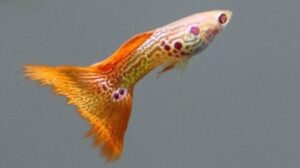 Red Metal Lace Guppy