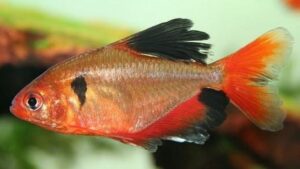 Red Minor Serpae Tetra