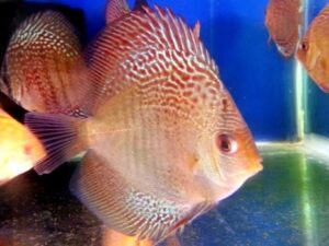 Red Mosaic Discus