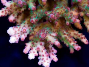 Red Oxide Acropora