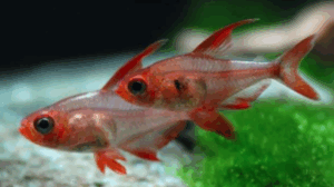 Red Phantom Tetra