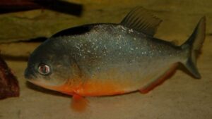 Red Piranha