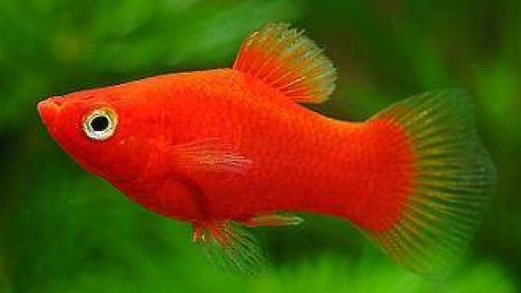 Top 10 Community Fish in Tank!!