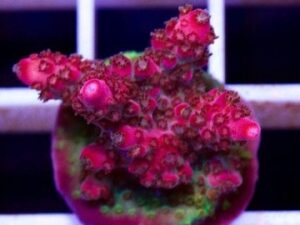 Red Robin Acropora