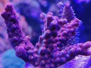 Red Robin Stag Acropora