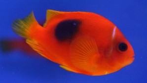 Red Saddle Clownfish
