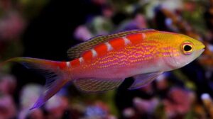 Red Saddled Anthias
