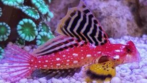 Red Scooter Dragonet