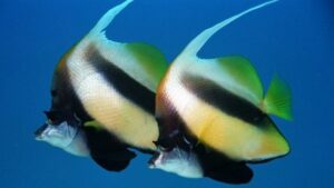 Red Sea Bannerfish