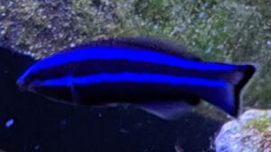 Red Sea Cleaner Wrasse