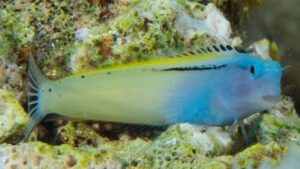 Red Sea Mimic Blenny