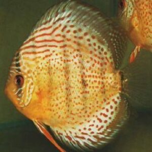 Red Spotted Amazon Green Discus